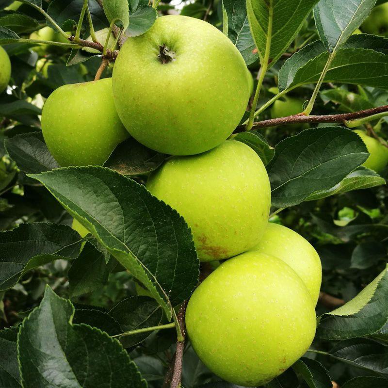 青苹果树苗嫁接苹果树苗澳洲青苹果苗昭通青苹果南北方可种植