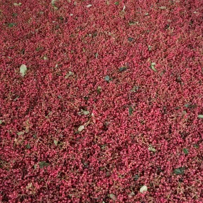 陕西凤椒大红袍