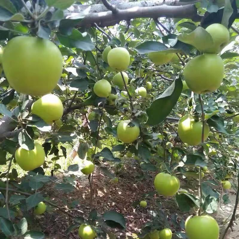 澳洲青苹果苗脆甜好吃南北方种植抗寒好养易活嫁接特大青苹果