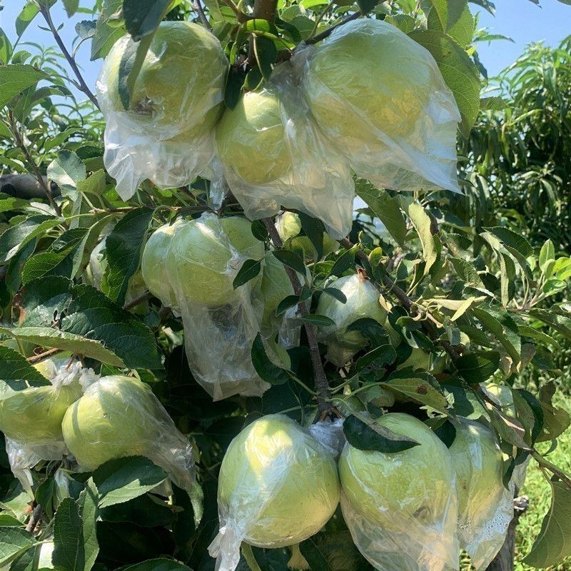 澳洲青苹果苗脆甜好吃南北方种植抗寒好养易活嫁接特大青苹果