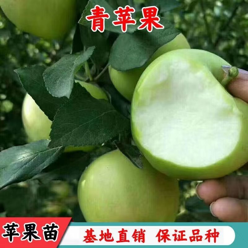 澳洲青苹果苗脆甜好吃南北方种植抗寒好养易活嫁接特大青苹果