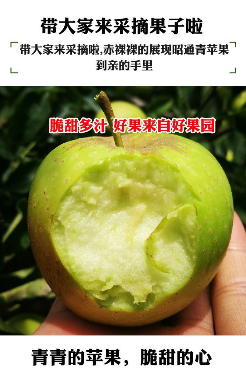 澳洲青苹果苗脆甜好吃南北方种植抗寒好养易活嫁接特大青苹果
