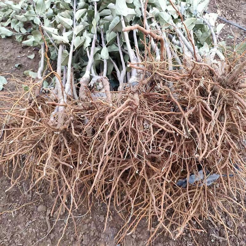 澳洲青苹果苗脆甜好吃南北方种植抗寒好养易活嫁接特大青苹果
