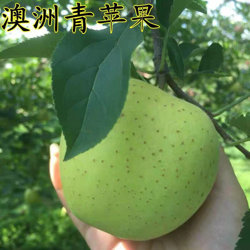 澳洲青苹果苗脆甜好吃南北方种植抗寒好养易活嫁接特大青苹果