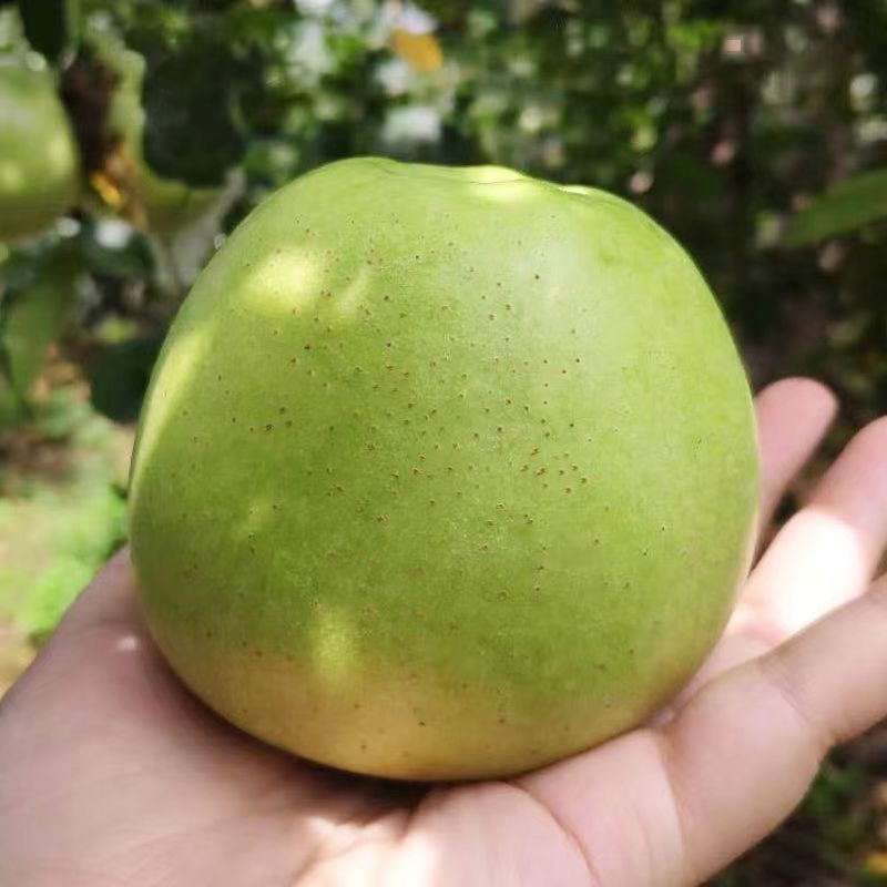 澳洲青苹果苗脆甜好吃南北方种植抗寒好养易活嫁接特大青苹果