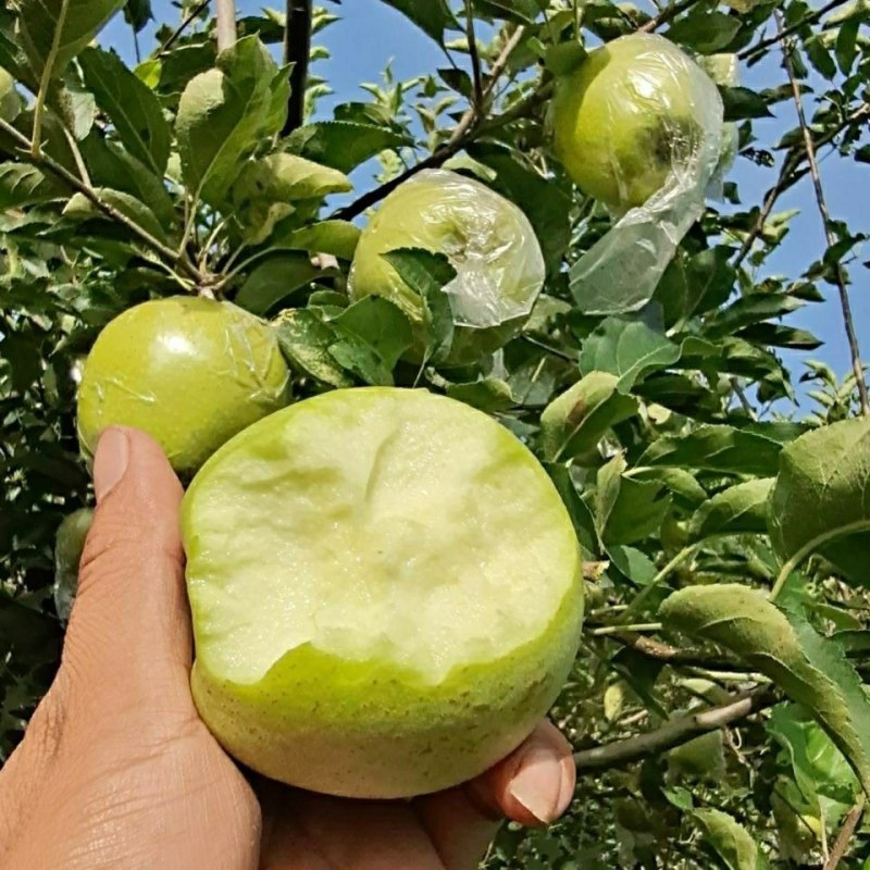 澳洲青苹果苗脆甜好吃南北方种植抗寒好养易活嫁接特大青苹果