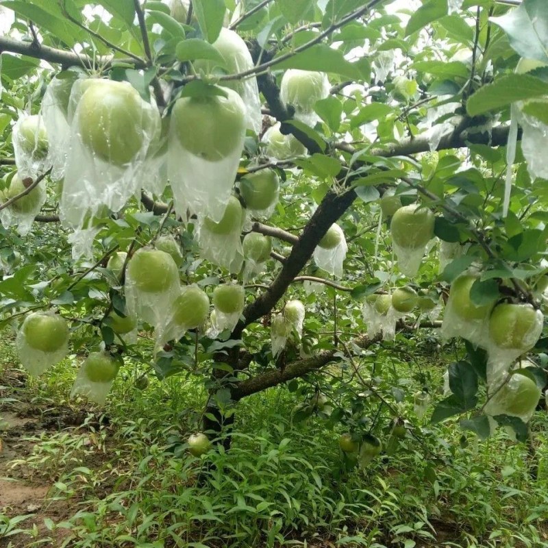 澳洲青苹果苗脆甜好吃南北方种植抗寒好养易活嫁接特大青苹果