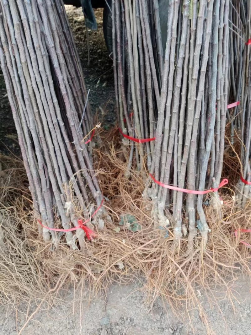 澳洲青苹果苗脆甜好吃南北方种植抗寒好养易活嫁接特大青苹果