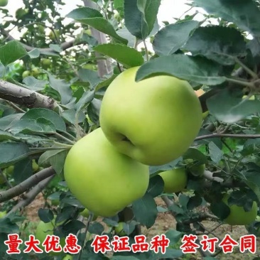澳洲青苹果苗脆甜好吃南北方种植抗寒好养易活嫁接特大青苹果