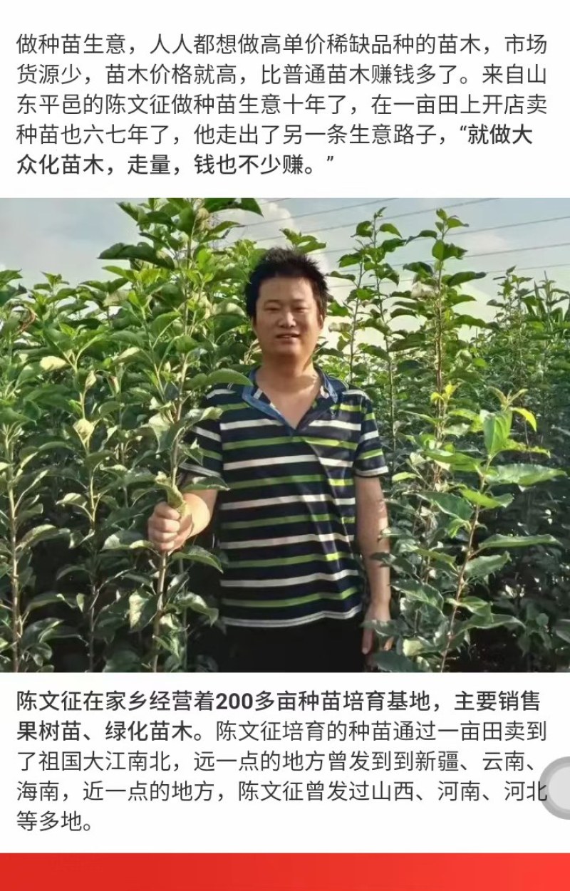 澳洲青苹果苗脆甜好吃南北方种植抗寒好养易活嫁接特大青苹果