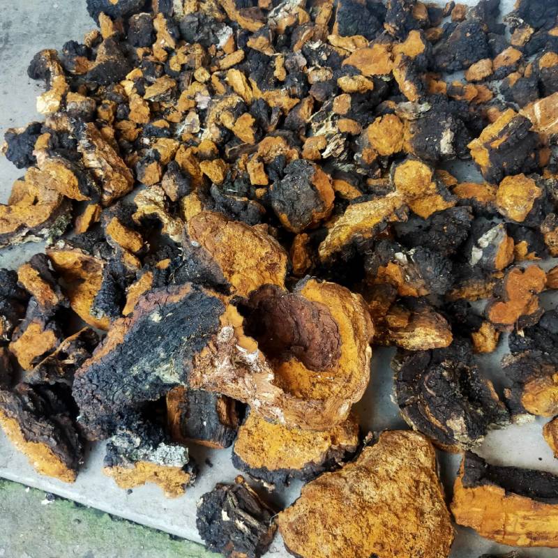 华树茸又叫华黄