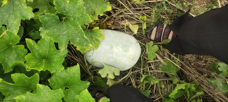 白皮冬瓜，量大，邢台柏乡。