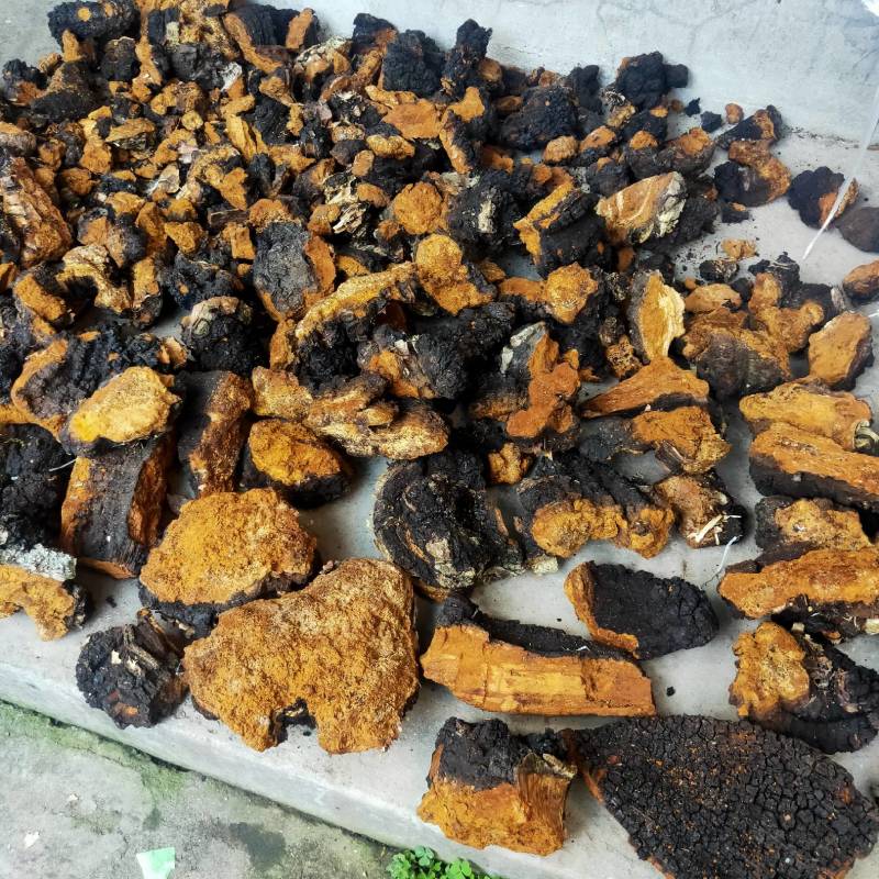 华树茸又叫华黄