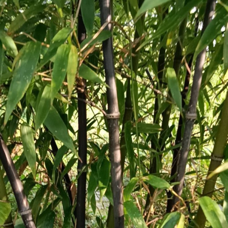 金镶玉竹，罗汉竹，紫竹，黄杆竹，花皮甜竹。