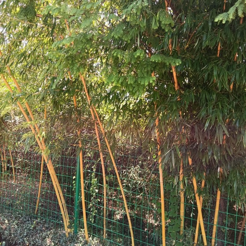 金镶玉竹，罗汉竹，紫竹，黄杆竹，花皮甜竹。