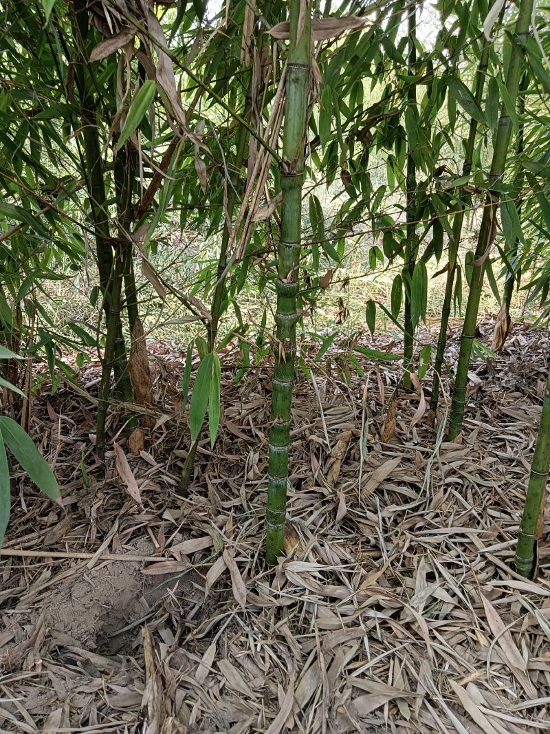 金镶玉竹，罗汉竹，紫竹，黄杆竹，花皮甜竹。