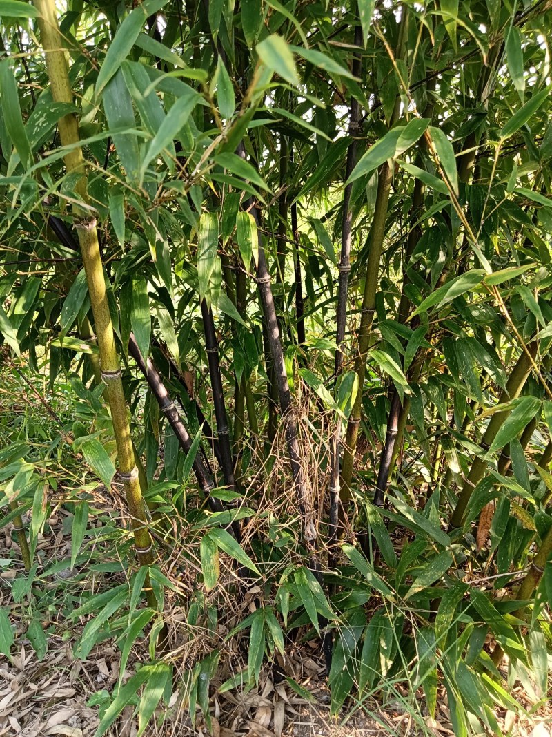 金镶玉竹，罗汉竹，紫竹，黄杆竹，花皮甜竹。