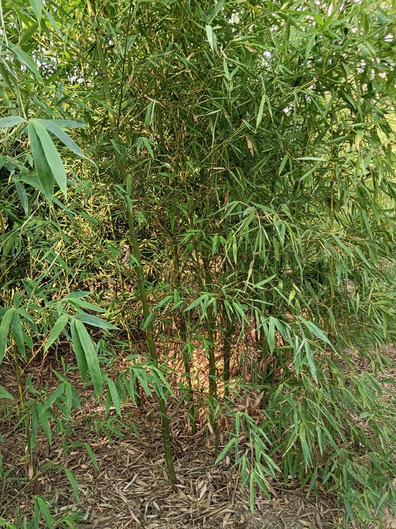 金镶玉竹，罗汉竹，紫竹，黄杆竹，花皮甜竹。