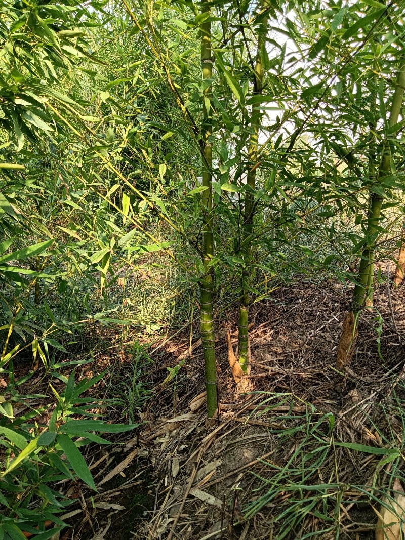金镶玉竹，罗汉竹，紫竹，黄杆竹，花皮甜竹。