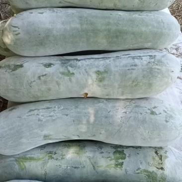 白皮冬瓜，万亩蔬菜批发，麦茬地，底板光滑，条形好，霜也