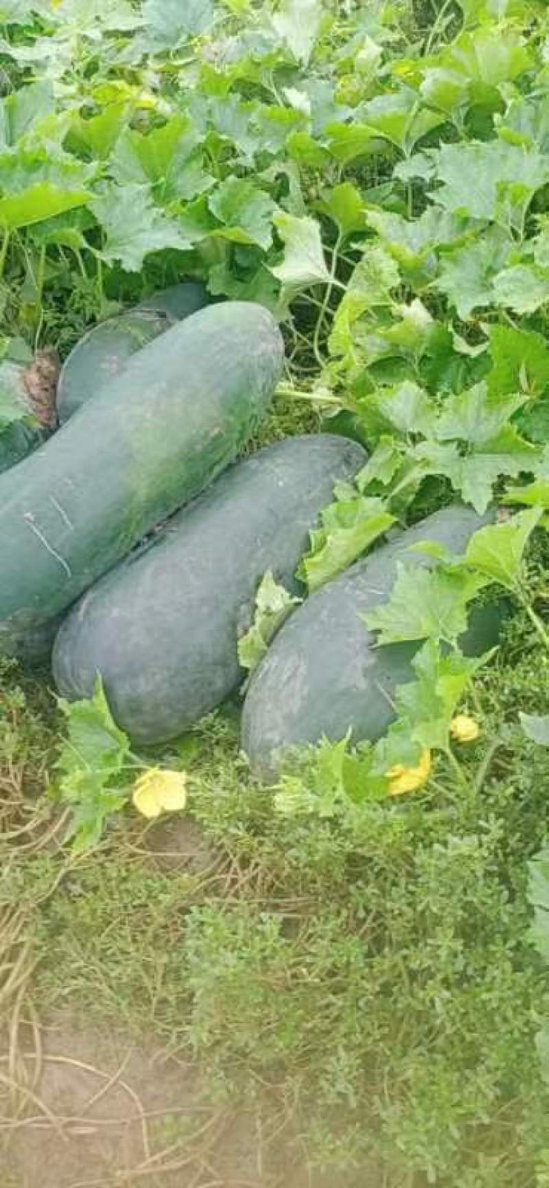 黑皮冬瓜，邢台柏乡，量大