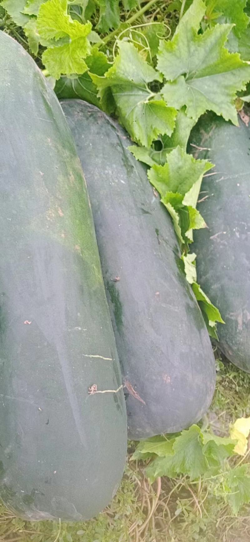 黑皮冬瓜，邢台柏乡，量大
