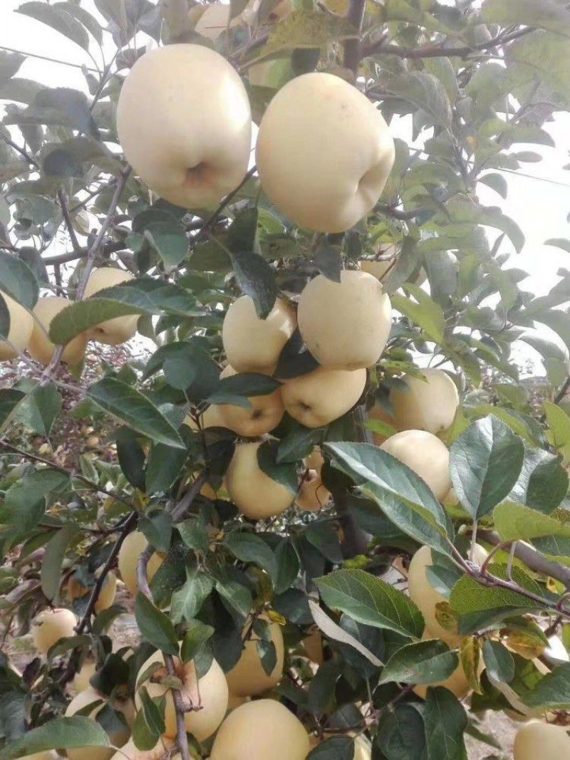 黄金帅苹果苗金冠苹果树黄元帅维纳斯黄金苹果树苗嫁接苗批发