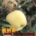 黄金帅苹果苗金冠苹果树黄元帅维纳斯黄金苹果树苗嫁接苗批发