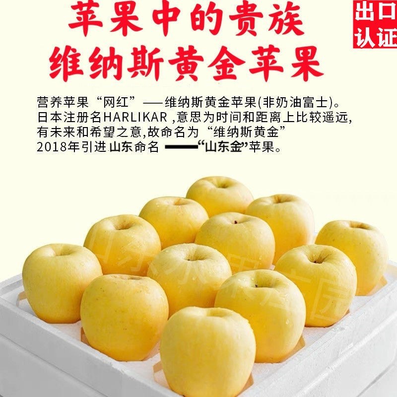 黄金帅苹果苗金冠苹果树黄元帅维纳斯黄金苹果树苗嫁接苗批发