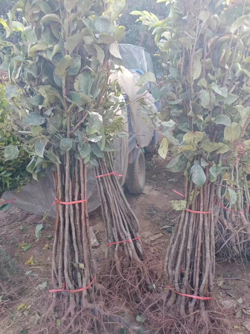 黄金帅苹果苗金冠苹果树黄元帅维纳斯黄金苹果树苗嫁接苗批发