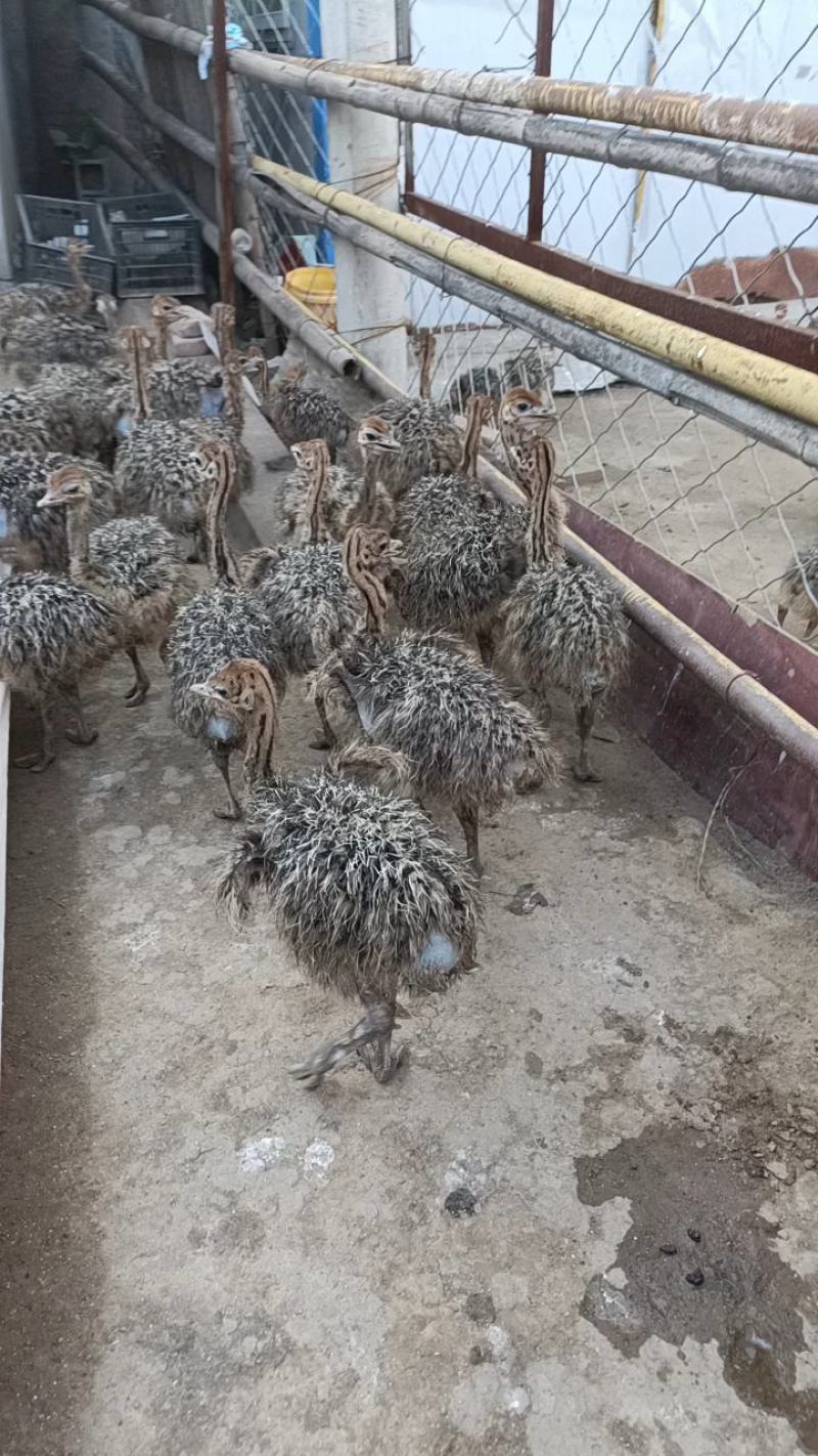 哪里有鸵鸟苗出售非洲小鸵鸟鸵鸟蛋厂家包运输包回收