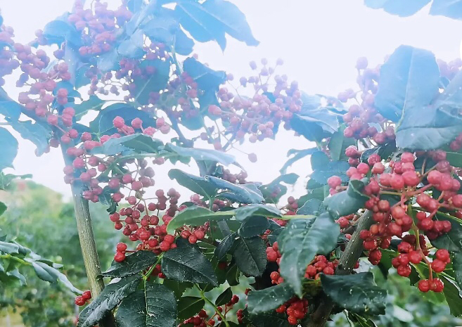 花椒树挂果特写