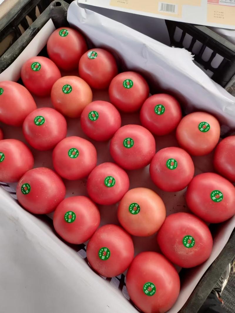 山东费县硬粉西红柿大量上市一手货源对接电商市场