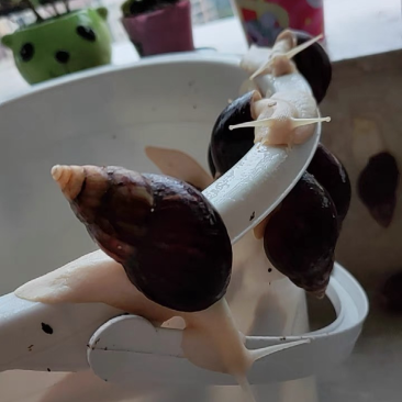 蜗牛