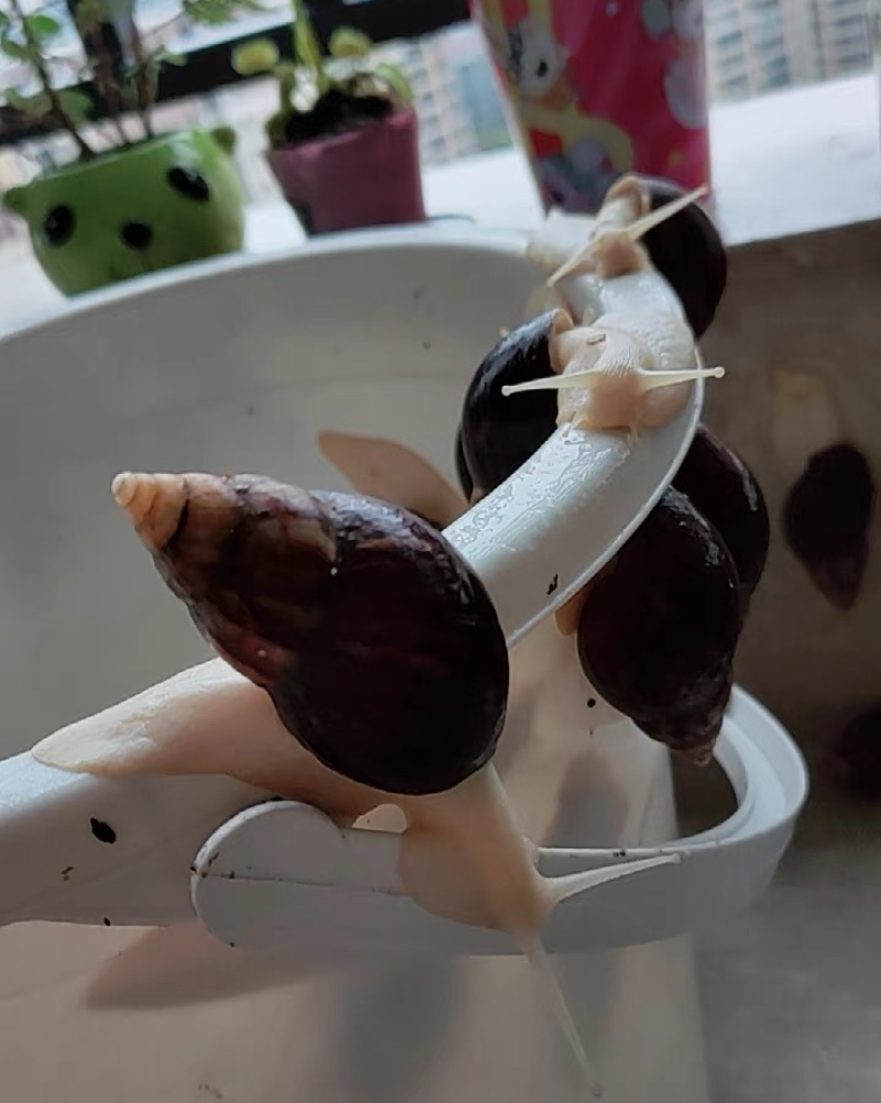 蜗牛
