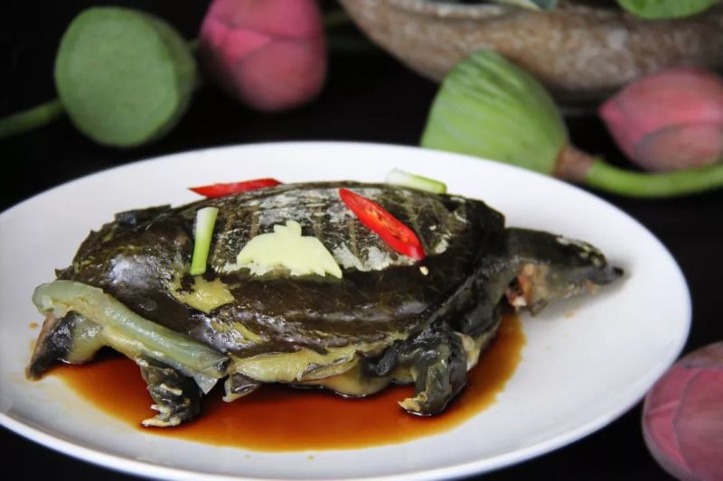 麻辣甲鱼，麻辣甲鱼，麻辣甲鱼