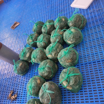 大闸蟹