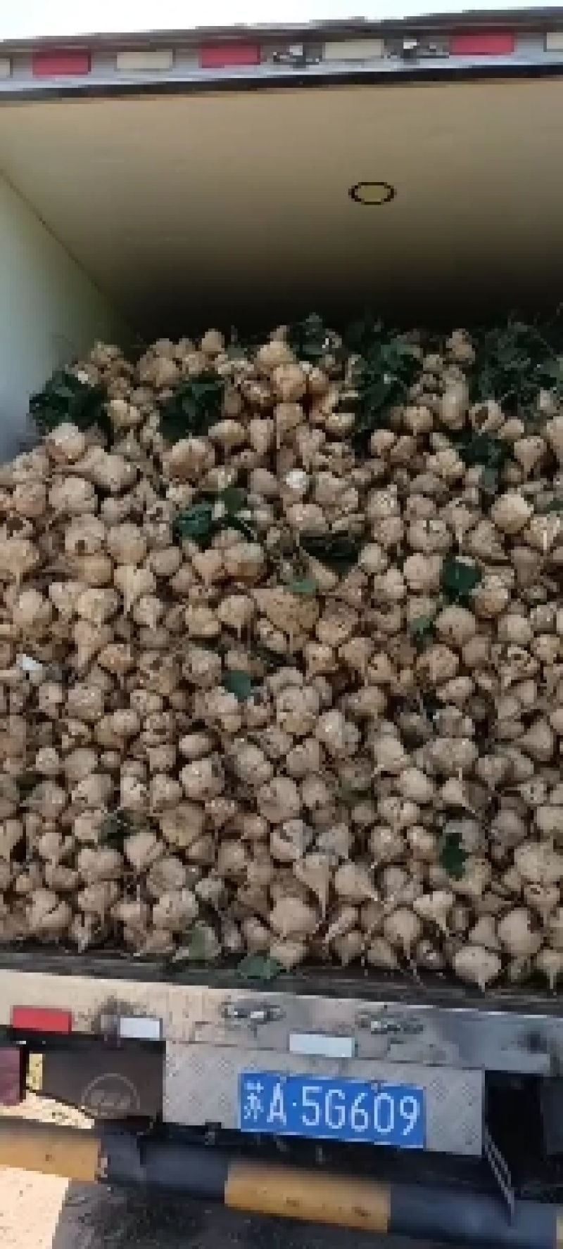 江西宜春凉薯豆薯口感好种植基地货量大欢迎致电