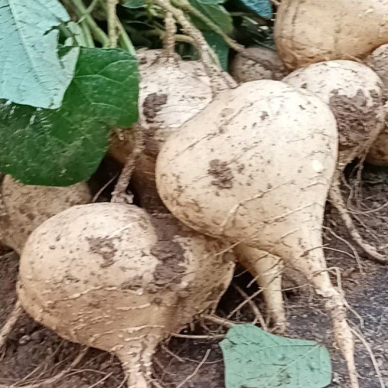 江西宜春凉薯豆薯口感好种植基地货量大欢迎致电
