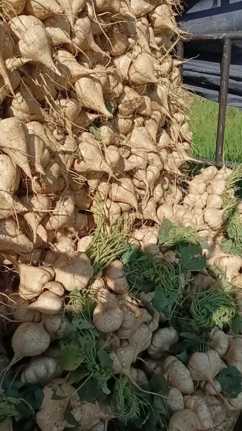 江西宜春凉薯豆薯口感好种植基地货量大欢迎致电