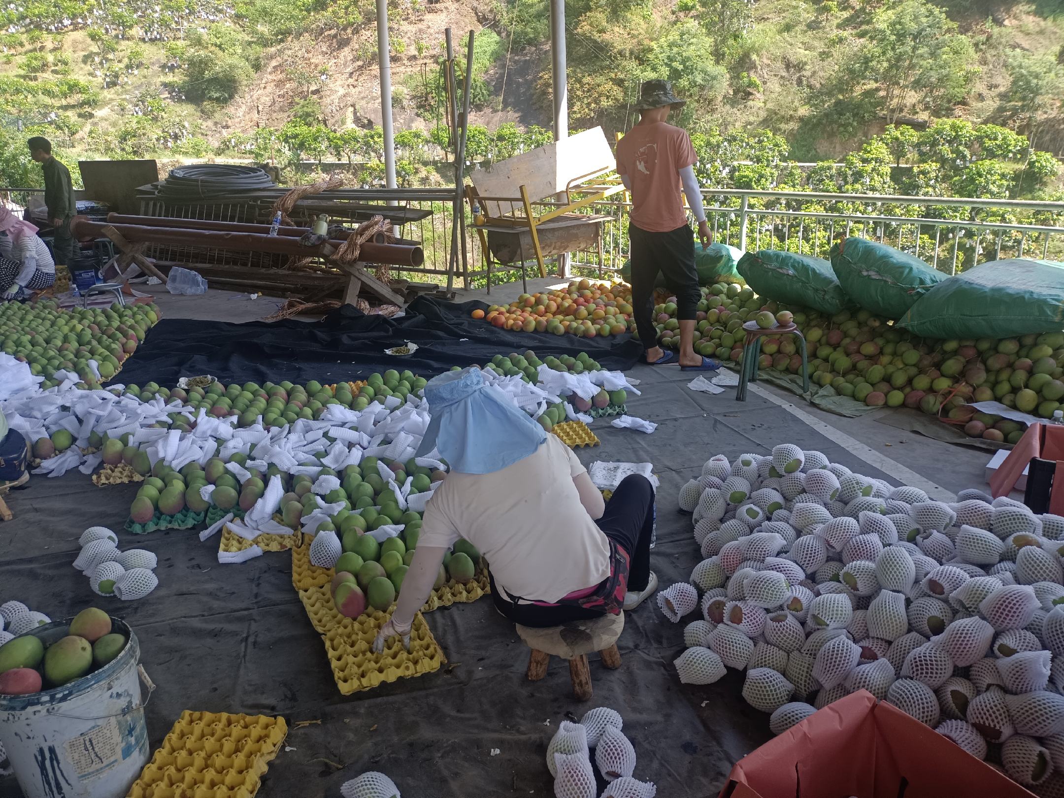 智能冰糖橙分拣系统示意图