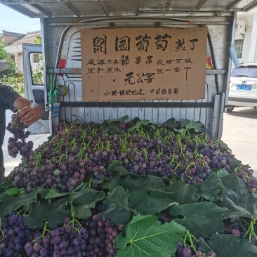 乾陵邀驾宫葡萄