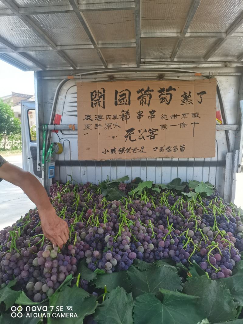 乾陵邀驾宫葡萄