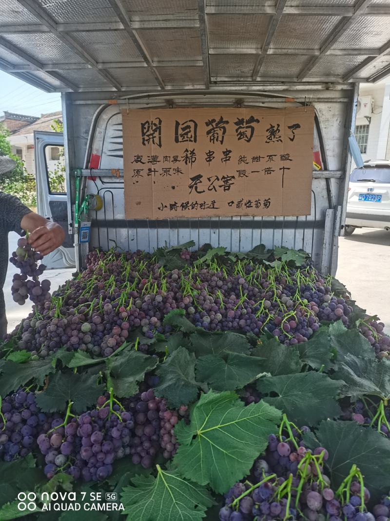 乾陵邀驾宫葡萄