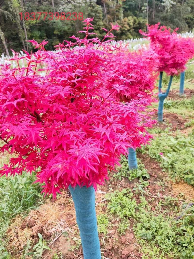 红枫