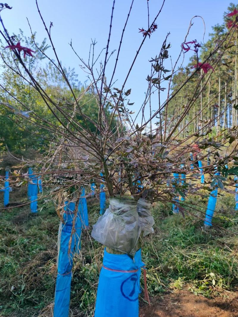 红枫