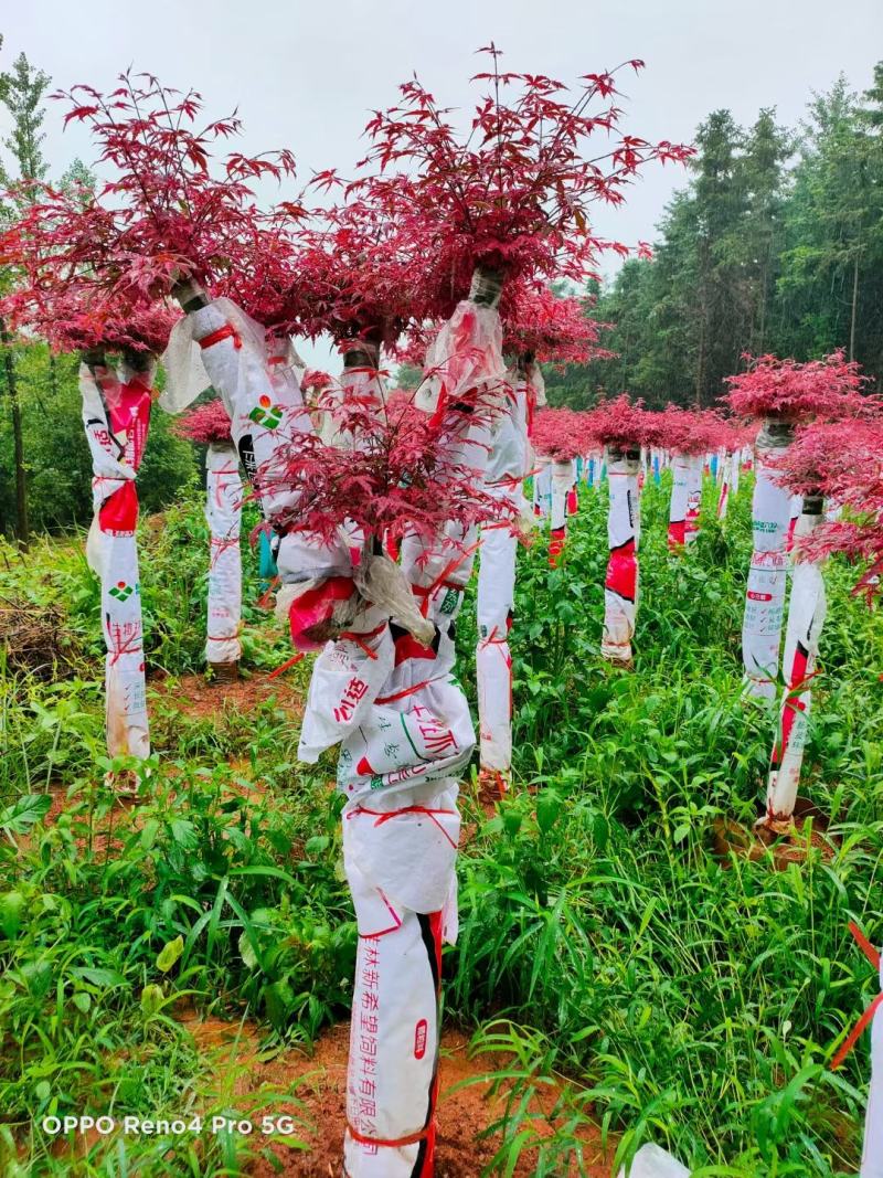红枫