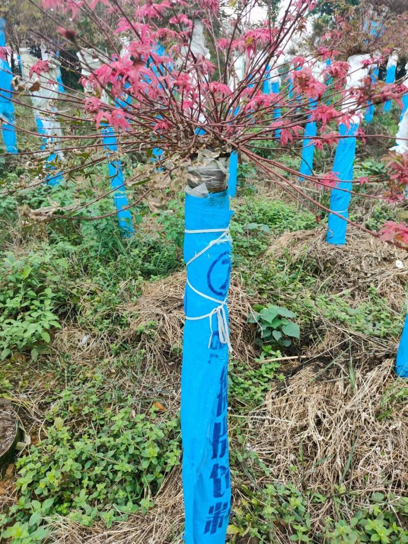 红枫