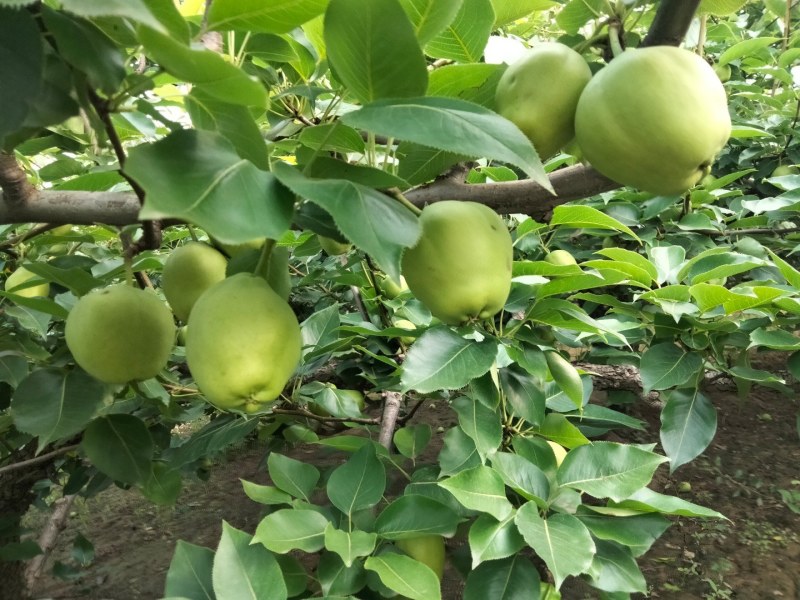 山东阳信鸭梨早苏梨黄冠梨秋月梨玉露香梨眉梨七号。