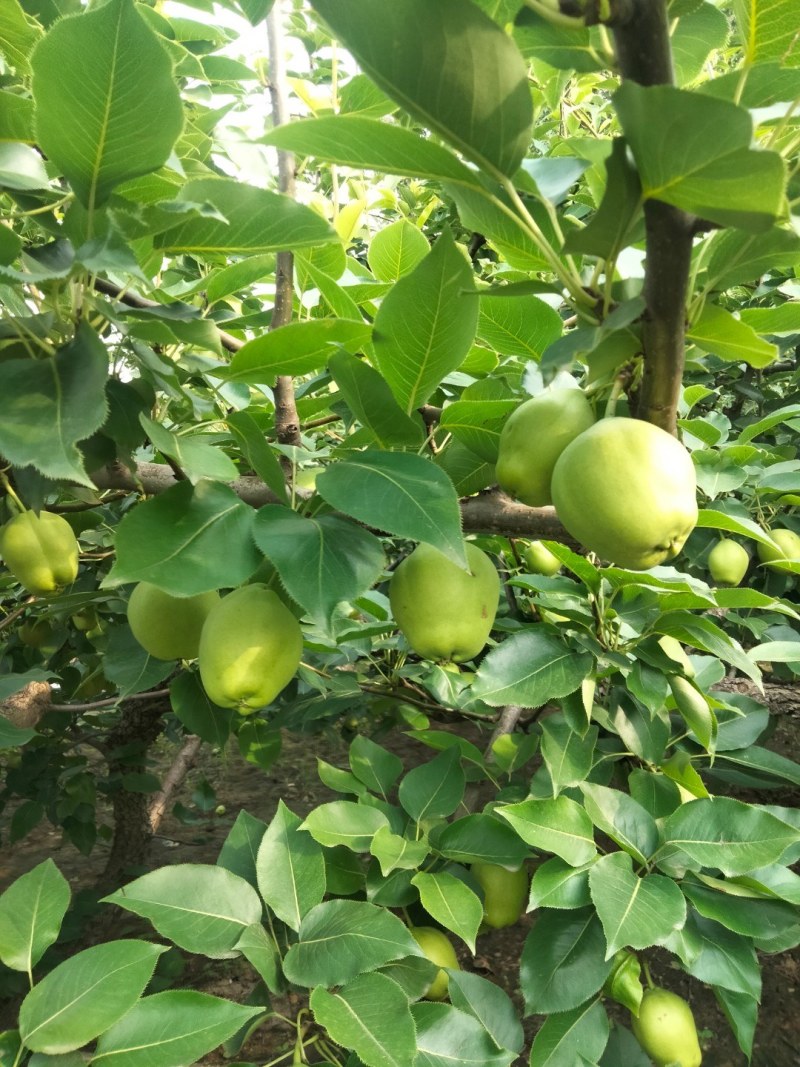 山东阳信鸭梨早苏梨黄冠梨秋月梨玉露香梨眉梨七号。